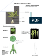 6.explicatii - LP - Morfologia Frunzei - I