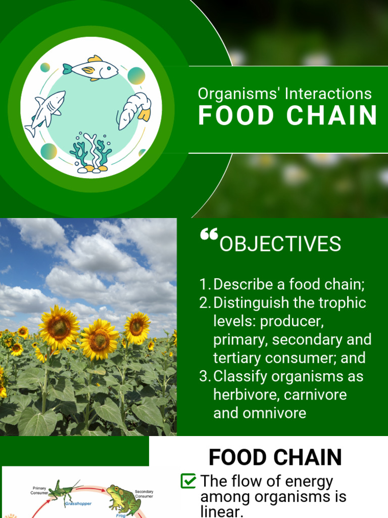 Food Chain Biology Diagrams