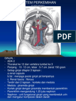 Anatomi Fis Sistem Perkemihan Akper Pembina