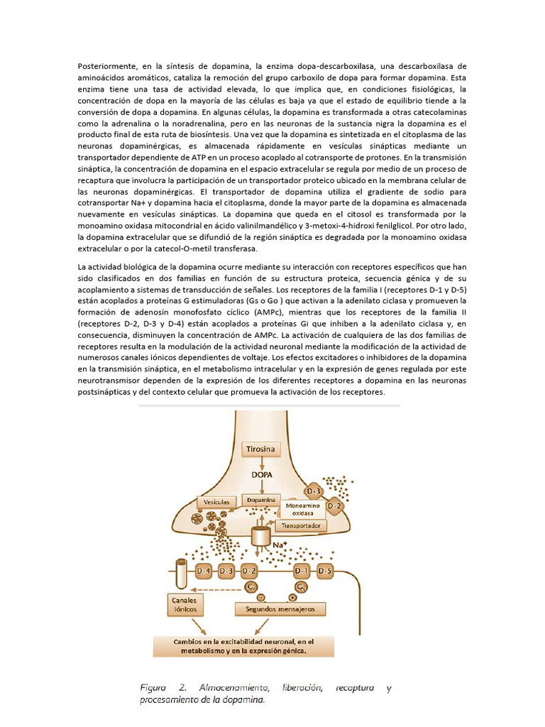 DOPAMINA | PDF | Dopamina | Sinapsis