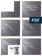 01.morfologia Aparatului Genital