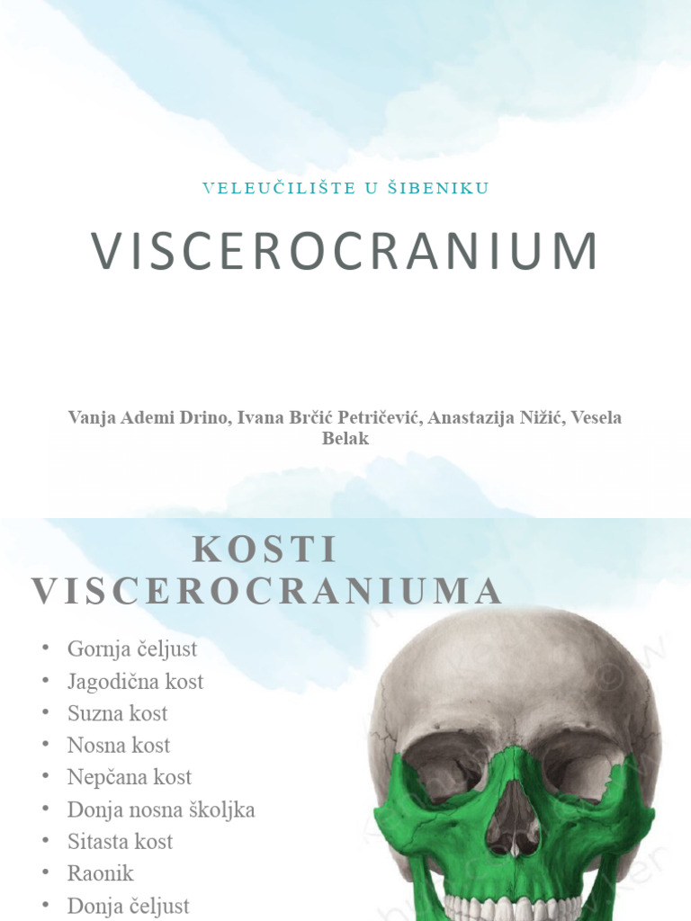 VISCEROCRANIUM | PDF