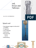 3 - Spinal Cord and Ascending-Descending Pathways