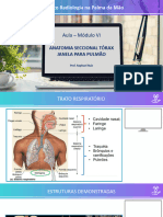 Aula 01 Mod Vi Anatomia Seccional Torax