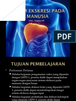 Sistem Ekskresi Manusia