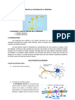 Fase de Reposo de La Neurona 3