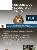 Algunos Consejos Para Educar a Un Perro 