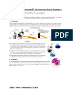 Georgi Intskirveli - Protocol D'observació de Mucosa Bucal Humana