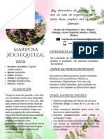 Curriculum Mariposa Xochiquetzal