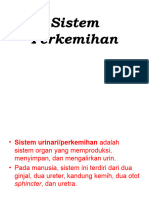 Sistem Perkemihan