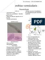 PARAS - Enterobius Vermicularis