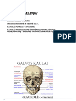 Kaukole - Cranium - 2b Paskaita