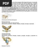 As Articulações Do Ombro e Da Cintura Escapular São Fundamentais para A Manutenção Da Grande Amplitude de Movimento Que Temos Nos Membros Superiores