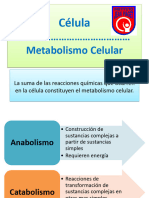 Metabolismo, Nutricion y Ciclo Celular