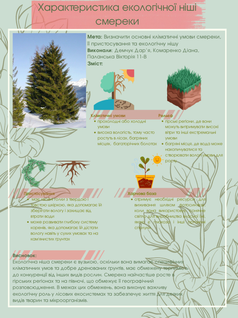 Смерека | PDF