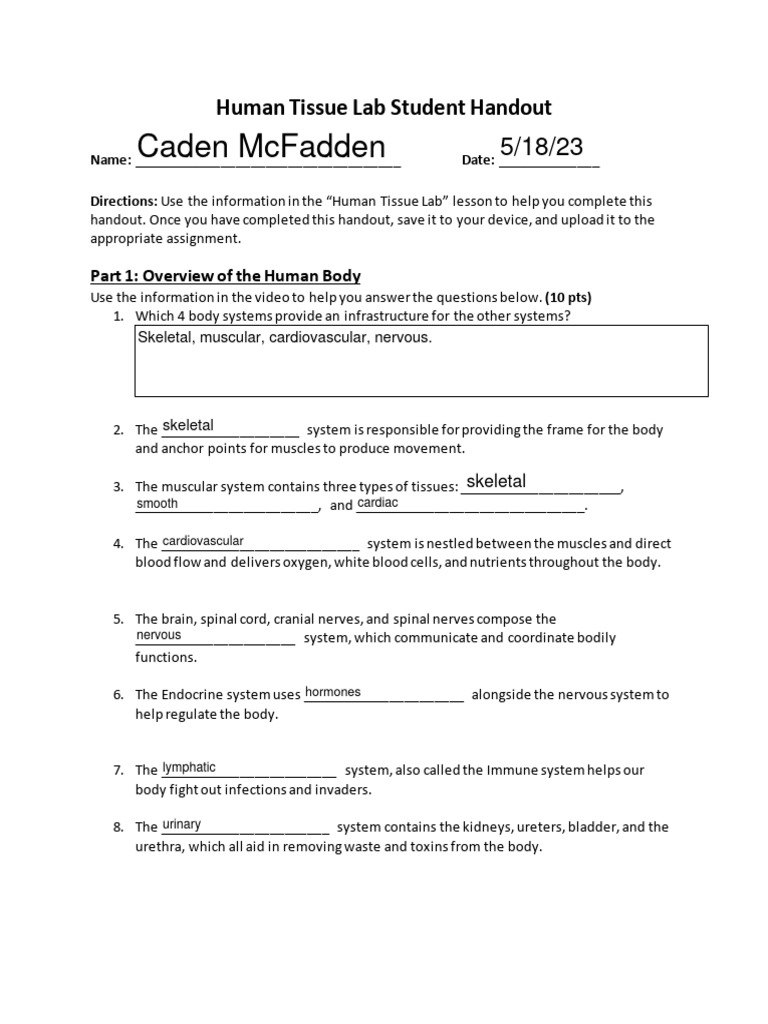 Human Tissue Lab Student Handout PDF Human Body Epithelium