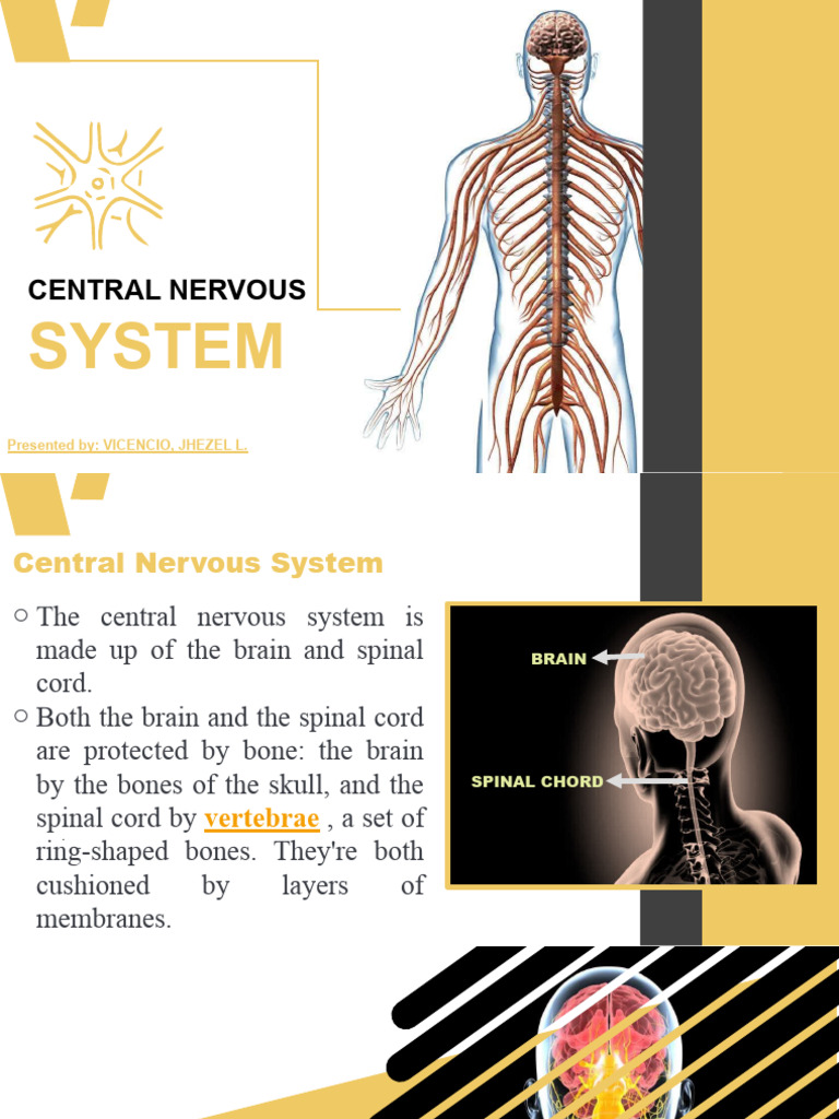 Central Nervous System | PDF | Brainstem | Central Nervous System
