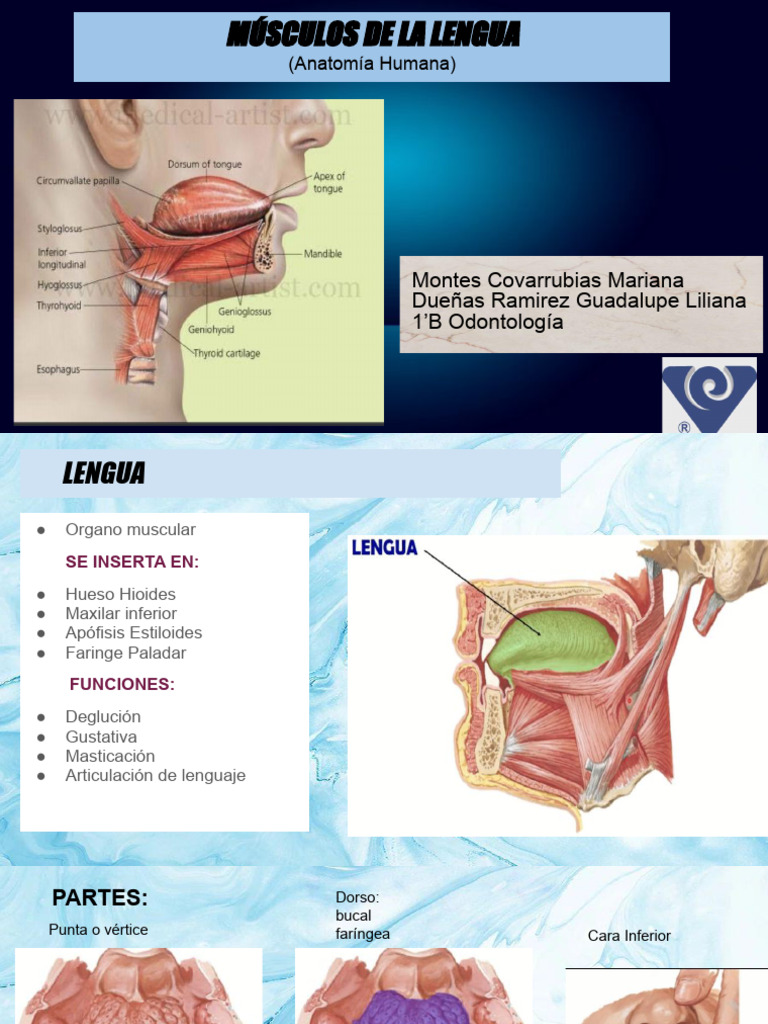 Anatomía y Patologías de la Lengua | PDF | Lengua | Anatomía
