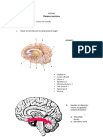 Actividad Sistema Nervioso