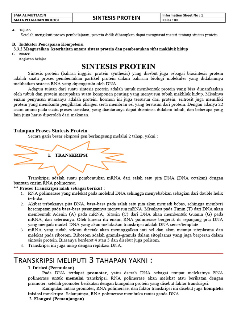 Fase Transkripsi dalam Sintesis Protein | PDF | Sains & Matematika