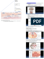 Vasculatura y Meninges