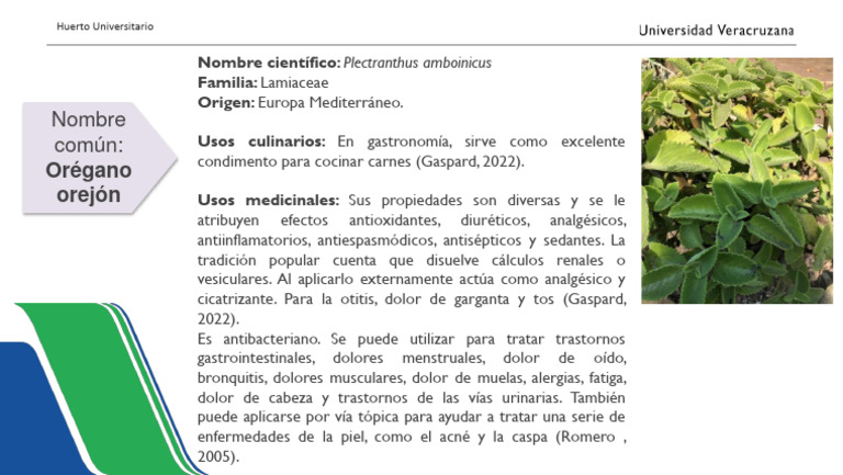 Orégano Orejón: Usos y Beneficios | PDF | Salud y bienestar