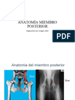 Anatomia Radiografia MP 2021