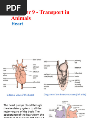 Heart