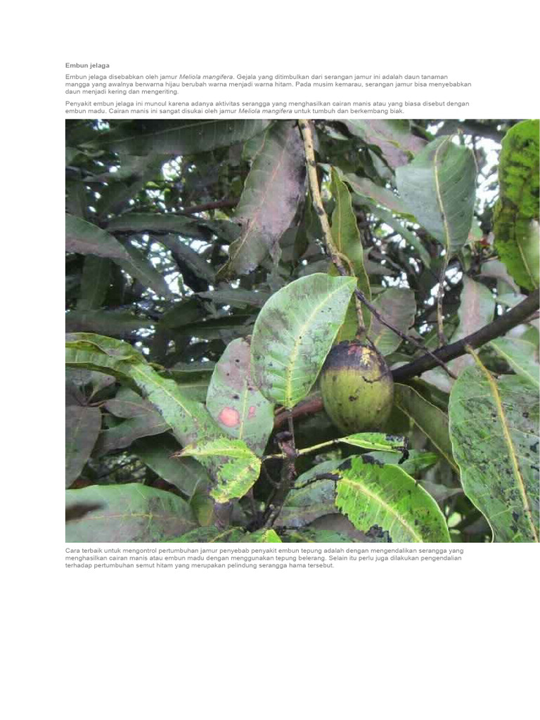 Penyakit Embun Jelaga pada Mangga | PDF