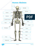 T2 S 663 Human Skeleton Labelling Sheets Scientific Names - Ver - 3