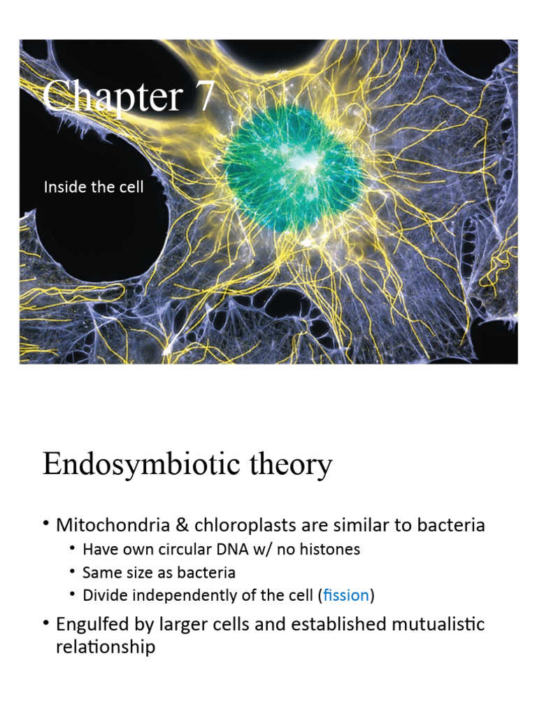15 - Chapter 7 (Part 4) | PDF | Cell (Biology) | Anatomy