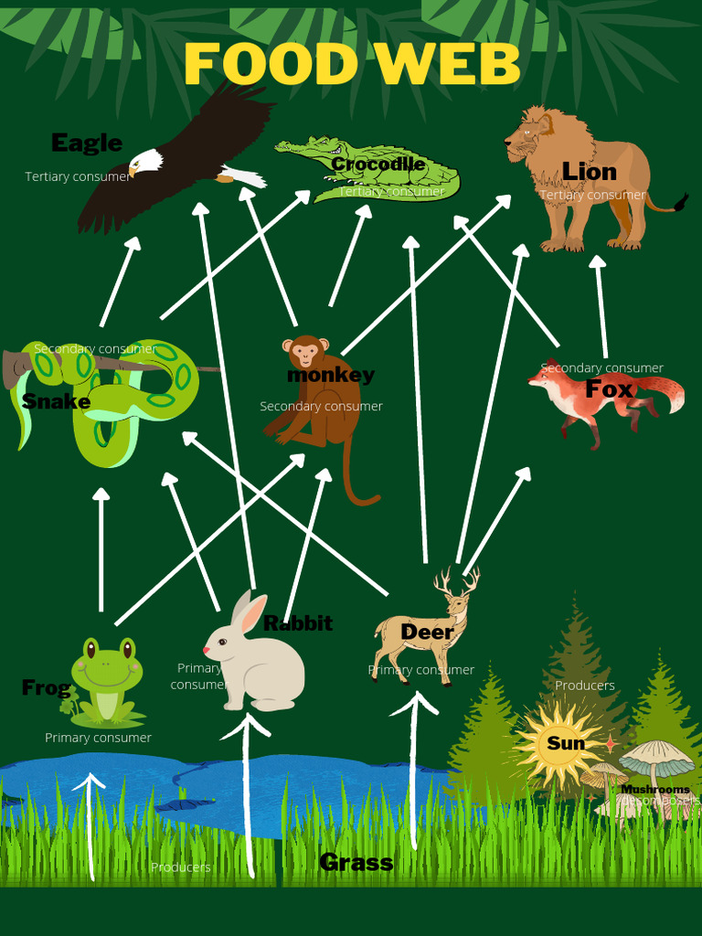 Food Web | PDF