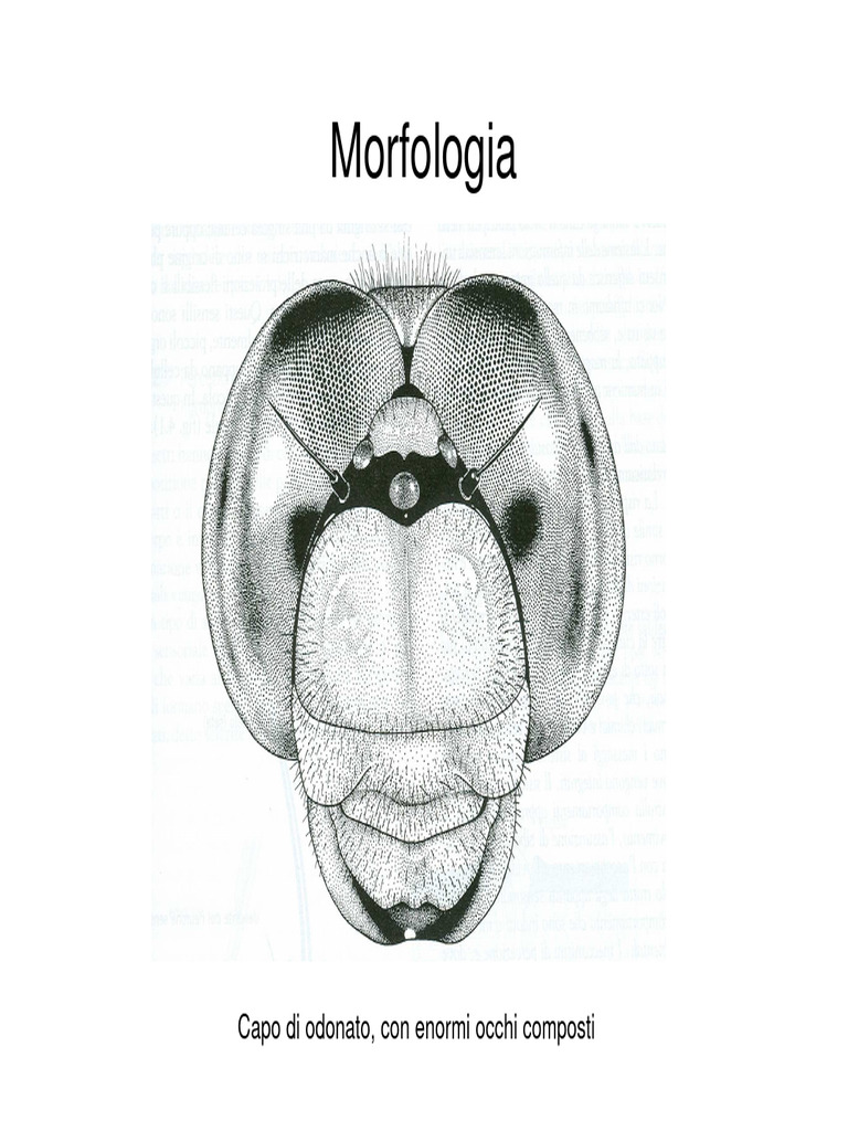 Morfologia Esterna Insetti | PDF