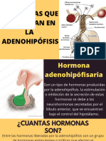 Hormonas Que Sintetizan en La Adenohipofisis