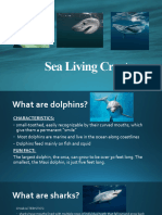 Sea Living Creatures