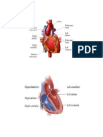 Circulatory System