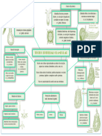 Mapa Mental Glandulas