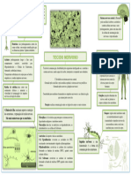 Mapa Mental Tecido Nervoso