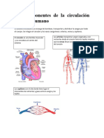 Los Componentes de La Circulación en El Ser Humano: Arterias Venas