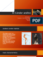 El Cóndor Andino Entregable Inglés