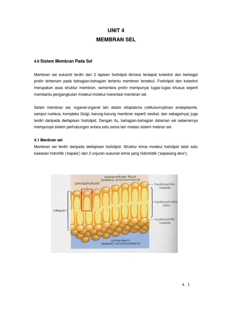MEMBRAN SEL Dan Pengangkutan | PDF