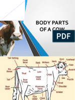 Class 2 - Body Parts of Cow