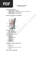 Anatomia Do Abdome