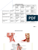 11 MUSCULOS DEl CUELLO