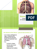 4 Thorax