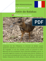 Fiche Chevrotin de Balabac 2020