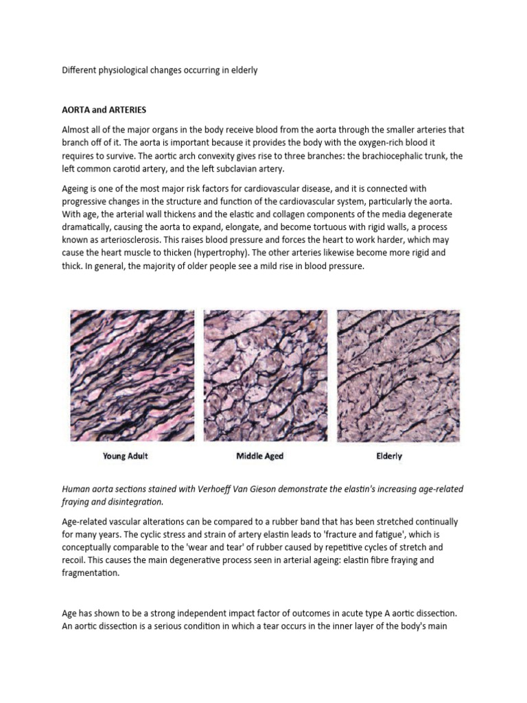 Changes Occurring in Elderly | PDF | Aorta | Artery