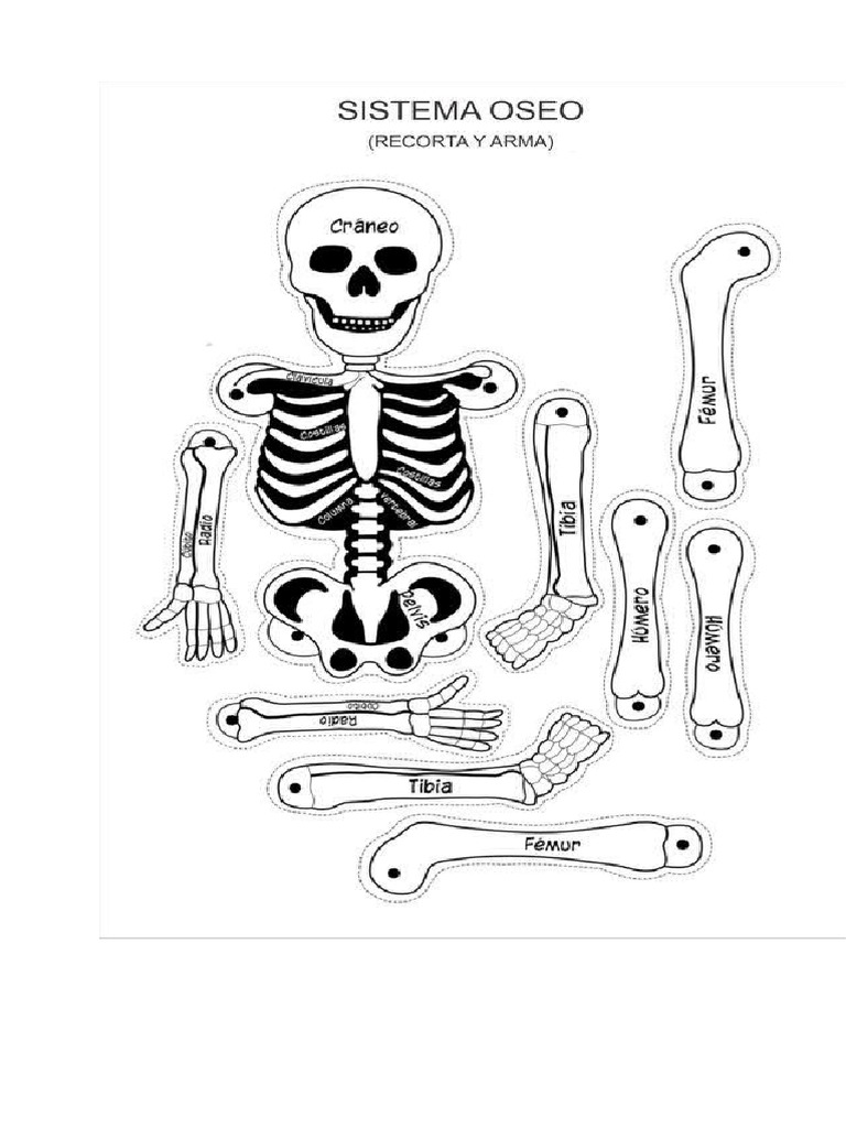 Modelo de Esqueleto para Armar... | PDF