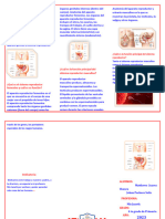 Triptico Aparato Reproductor