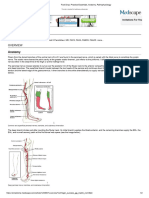 Foot Drop - Practice Essentials, Anatomy Part